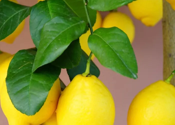 Le Lumie L' Antico Cortile Camere Con Cucina Privata With Private Kitchen 3*